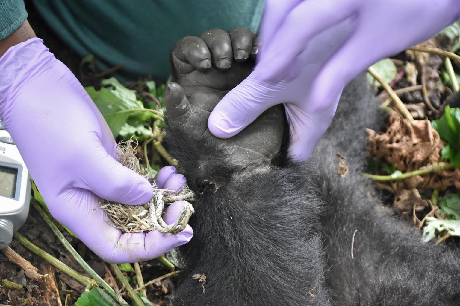 Close up of the hand of Theodore, an infant mountain gorilla