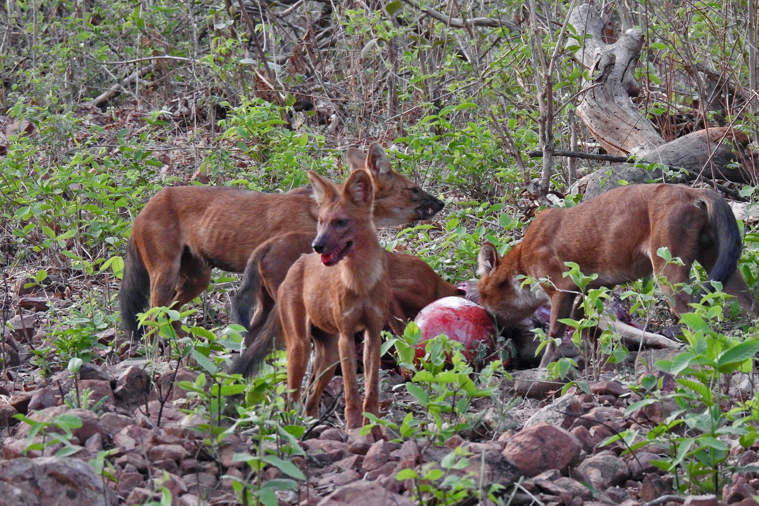 Dholes (Cuon alpinus) hunting a spotted deer in Tadoba Andhari Tiger Reserve, Maharashtra, India.