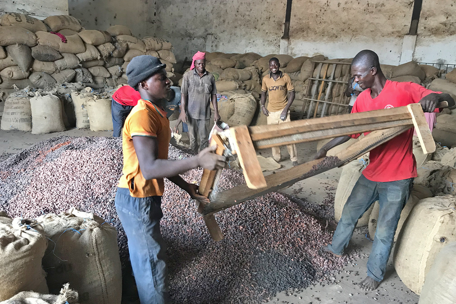 Men sifting cocoa beans in a warehouse in Guiglo