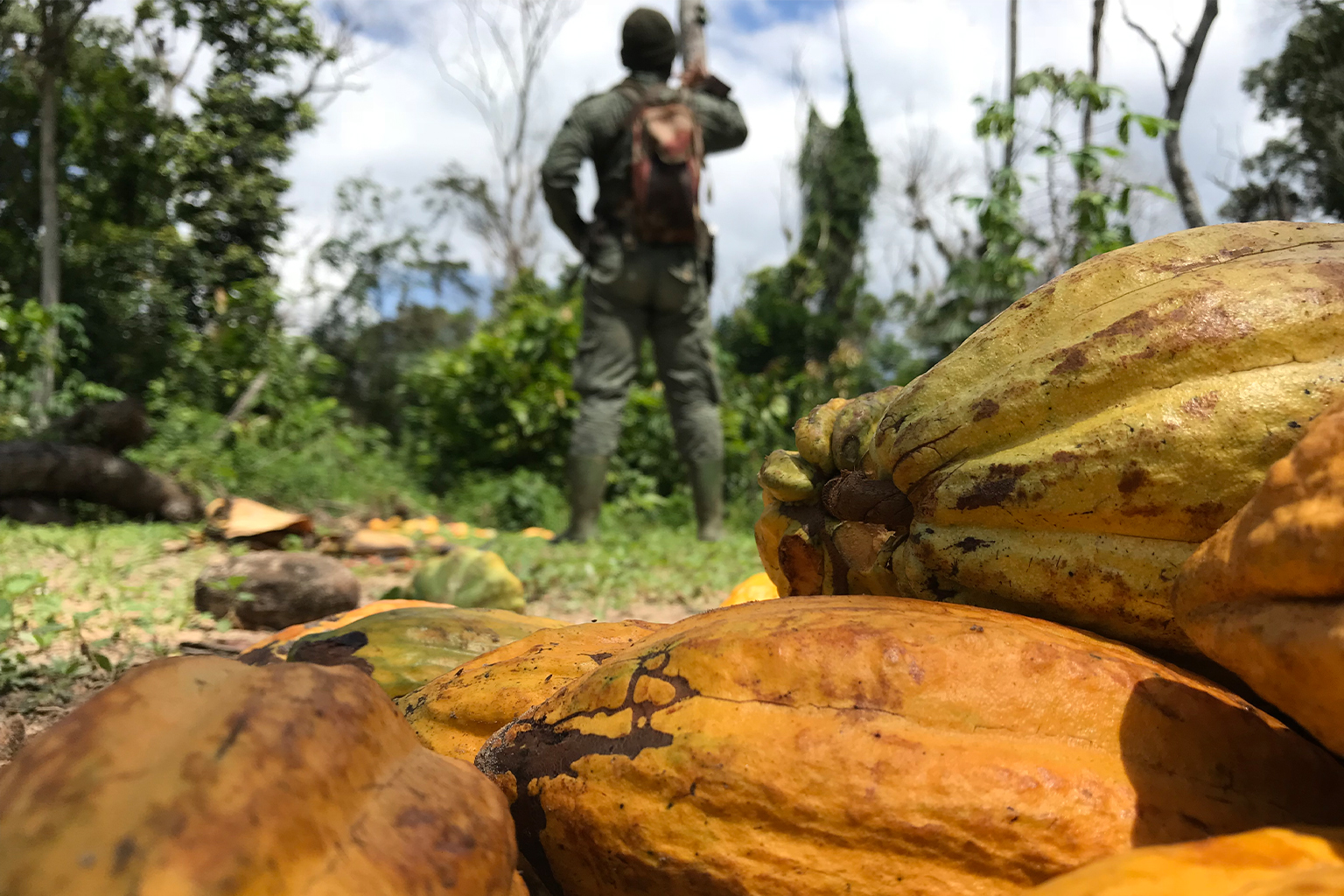 Discovery of an illegal cocoa crop in the Cavally protected area by a SODEFOR park ranger