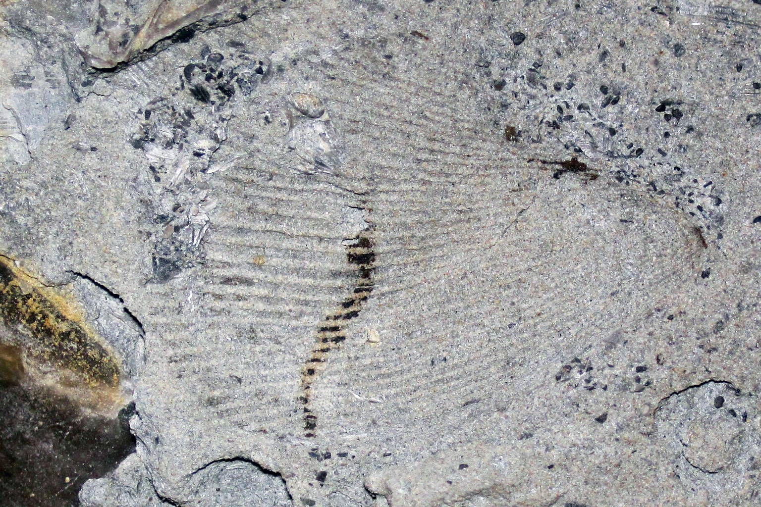 A fossil clam.