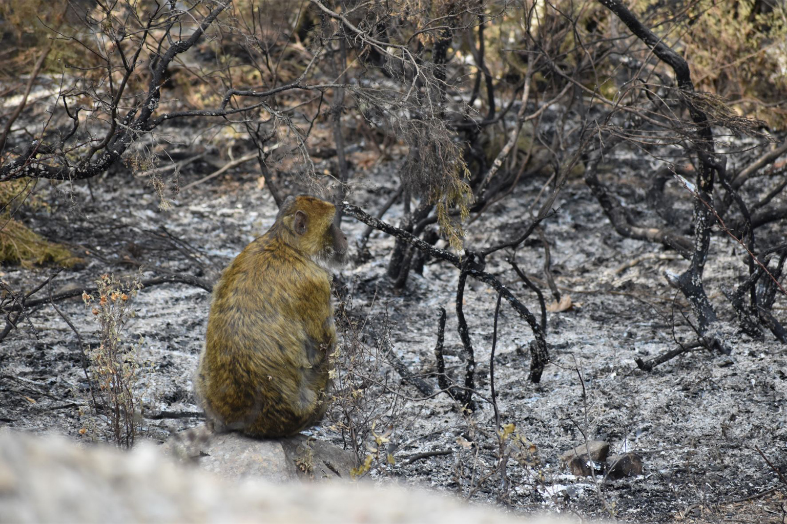 A Barbary macaque in a burned forest. 