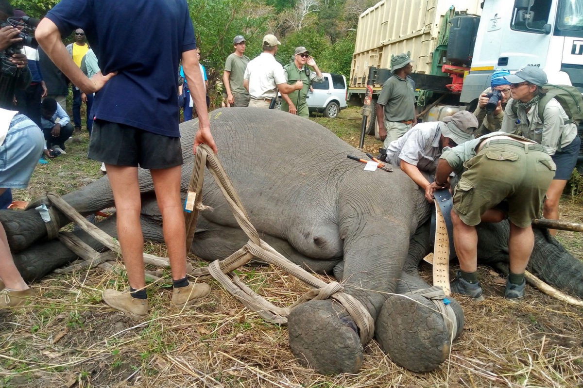 Experts prepare an elephant ahead of being lifted into a truck.