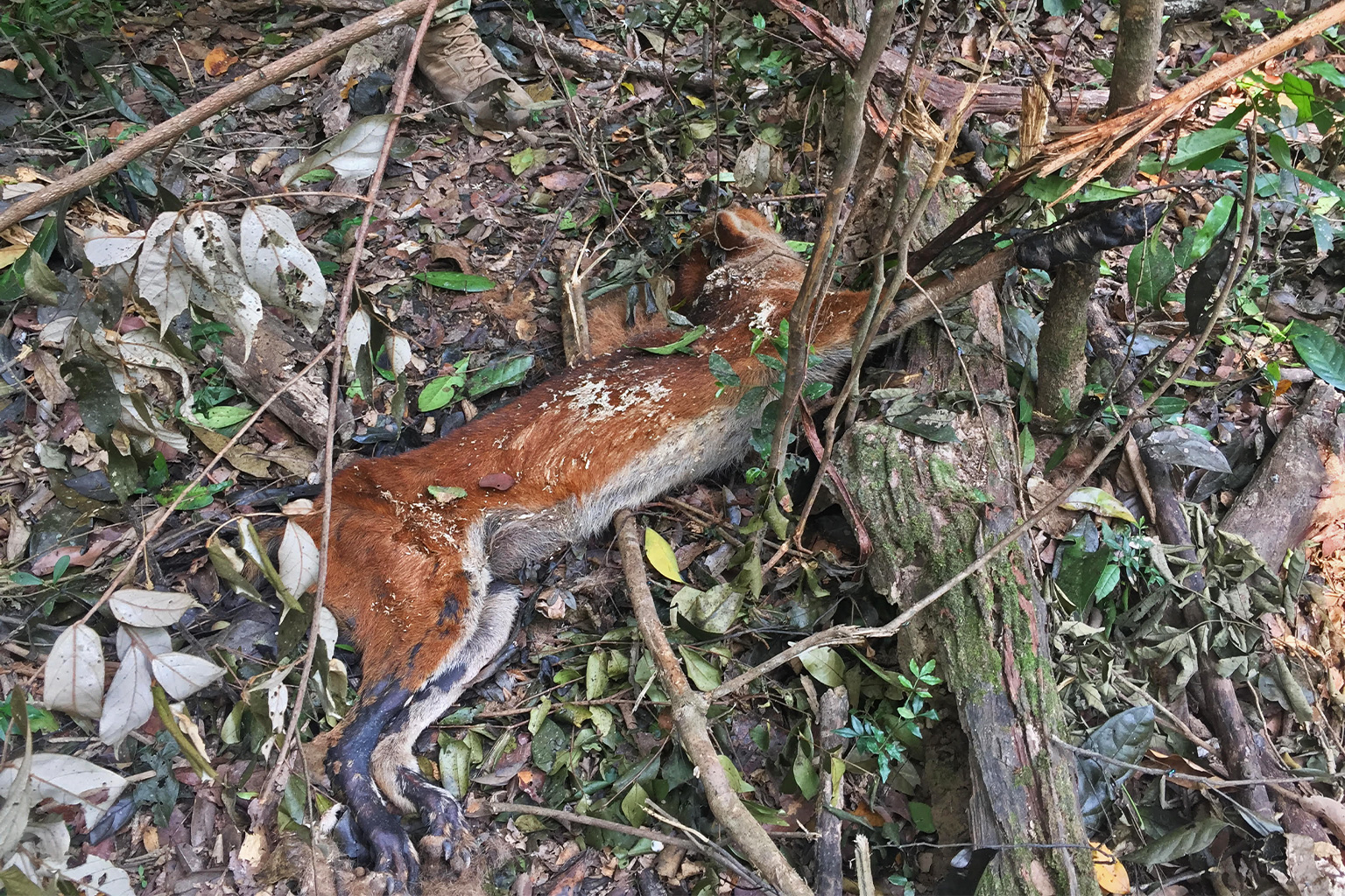 A dhole caught in a snare