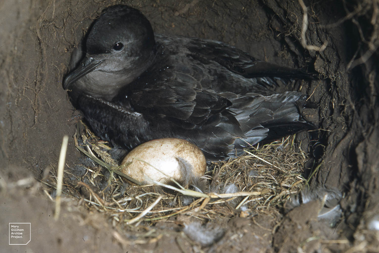 A short-tailed shearwater with an egg