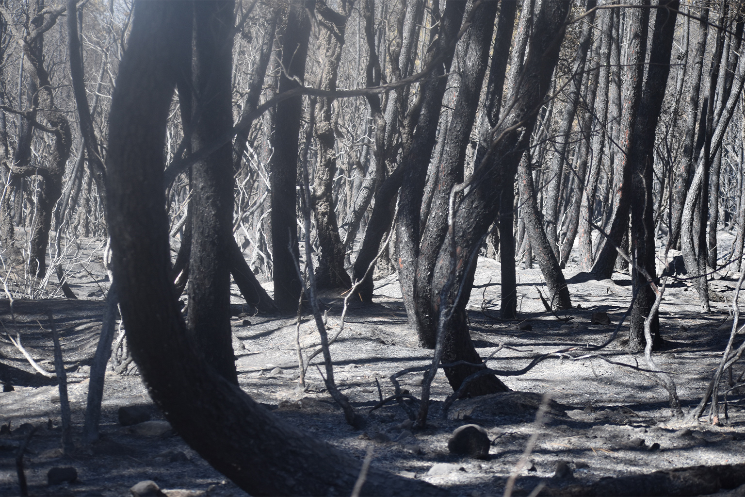 A burned patch of forest in the Bouhachem Forest Reserve.