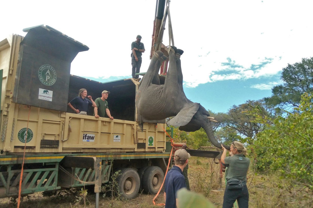 One of the elephants baing hauled into a truck.