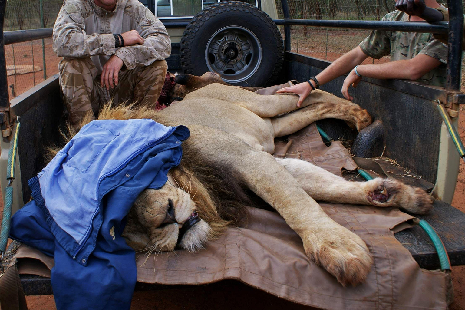 Sedated lion at SanWild, with foot badly lacerated by a snare