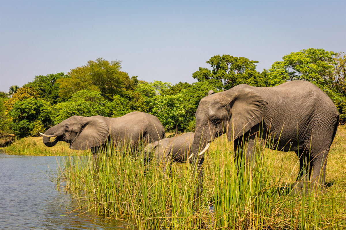Elephants in Liwonde National Park, Malawi.
