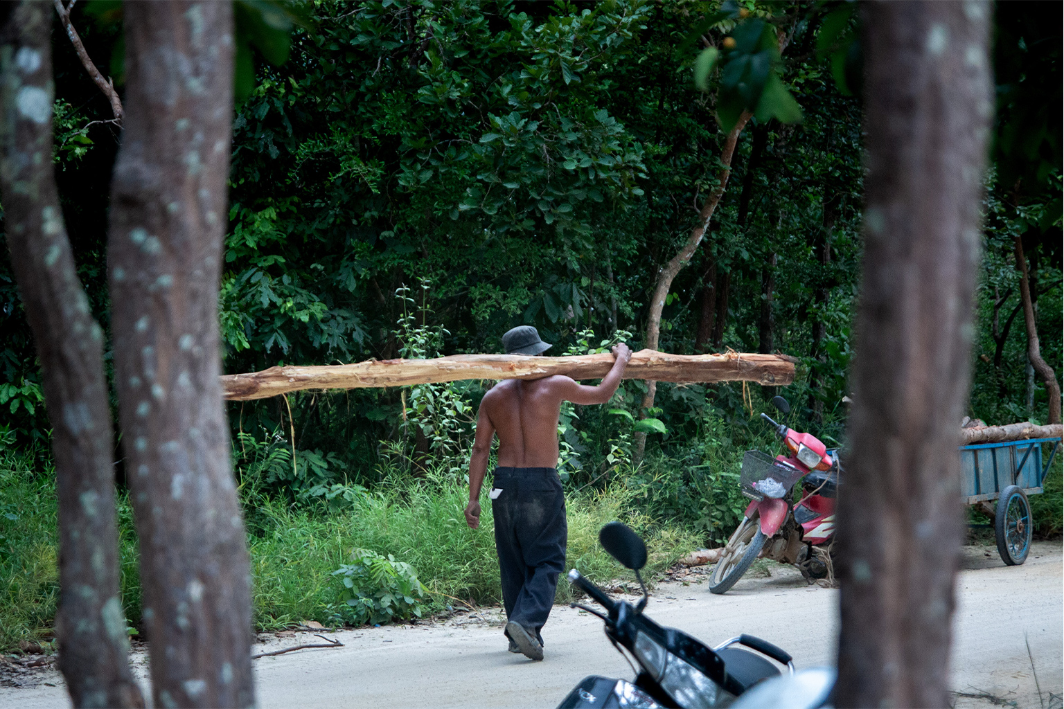 A man carries off a tree felled by excavators in Phnom Tamao.