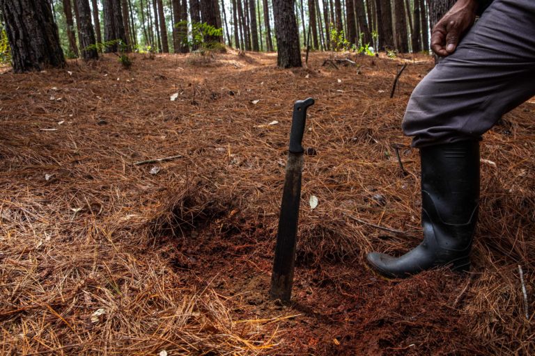 Soil in pine and eucalyptus monoculture plantations. Using a machete, a resident removes the pine litter and shows the quality of soil underneath, where no insects or wild plants can be found.