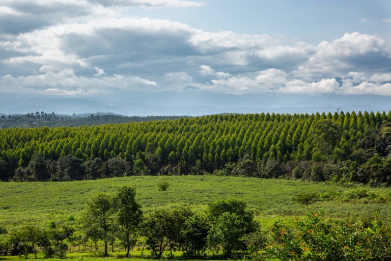 Panoramic view of the pine and eucalyptus monoculture plantations of the Irish multinational Smurfit Kappa Cartón de Colombia in Cajibío, Cauca.