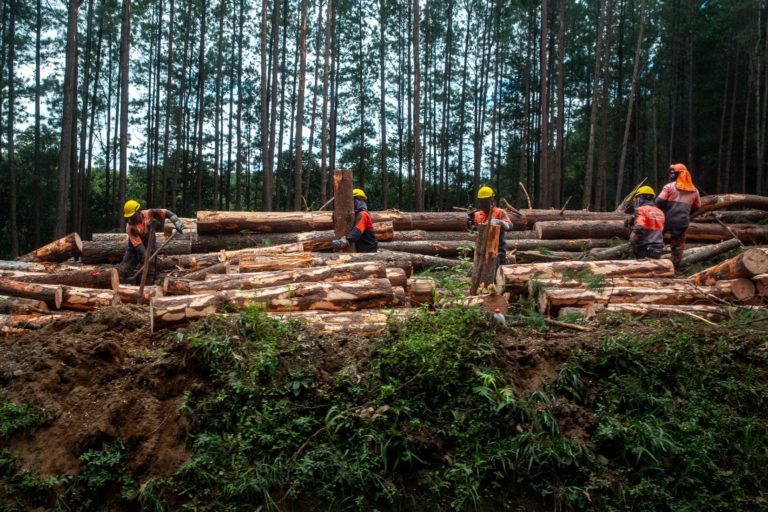 Employees of the multinational Smurfit Kappa felling trees in the plantation.