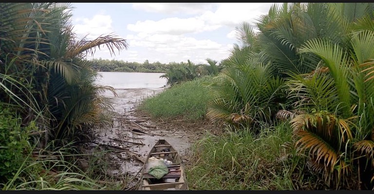 Nipa palm (Nypa fruticans) has been successful at spreading along Nigeria's coast. Image by Ohanwe Emmanuel I via Wikimedia Commons (CC BY-SA 4.0).