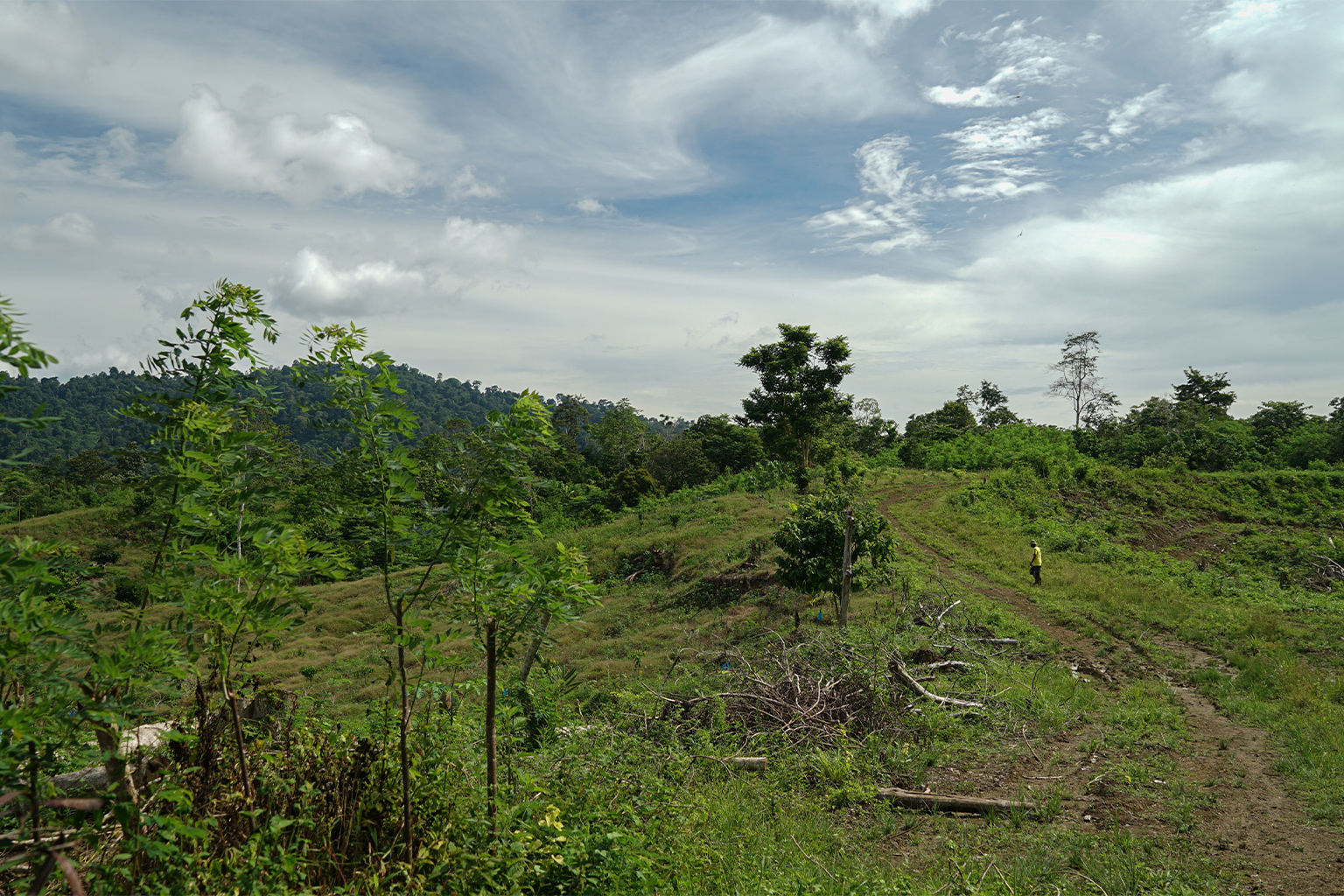 Cot Girek sits between a vast palm oil plantation and Leuser ecosystem.