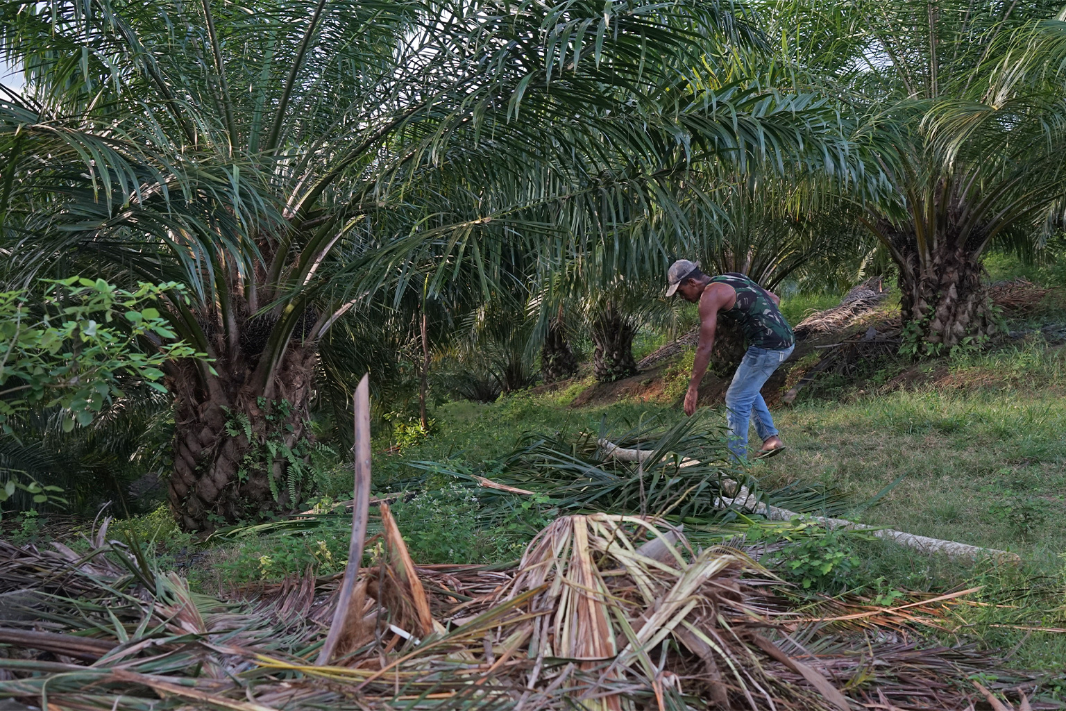 A palm oil farmer in Cot Girek showing palm shoots demolished by an elephant and its calf