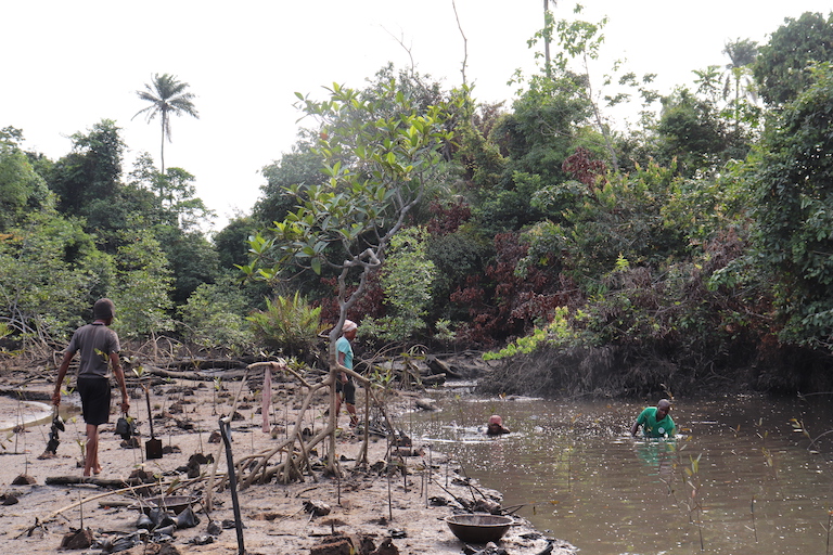 Community members plant mangrove seedlings in a denuded area of the Niger Delta. Image by Orji Sunday for Mongabay.