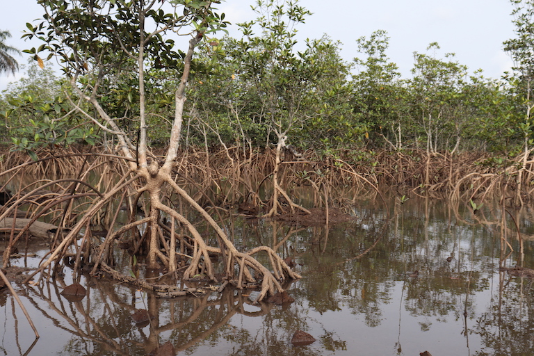 Mangrove trees breathe through pores on their amphibious roots; but a coat of oil can block these pores, effectively suffocating the tree. Image by Orji Sunday for Mongabay.