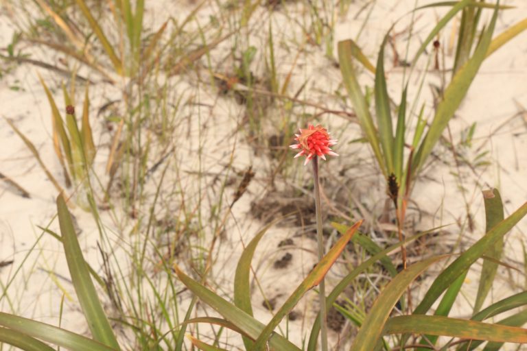 An Inírida winter flower growing in white sand savannahs.