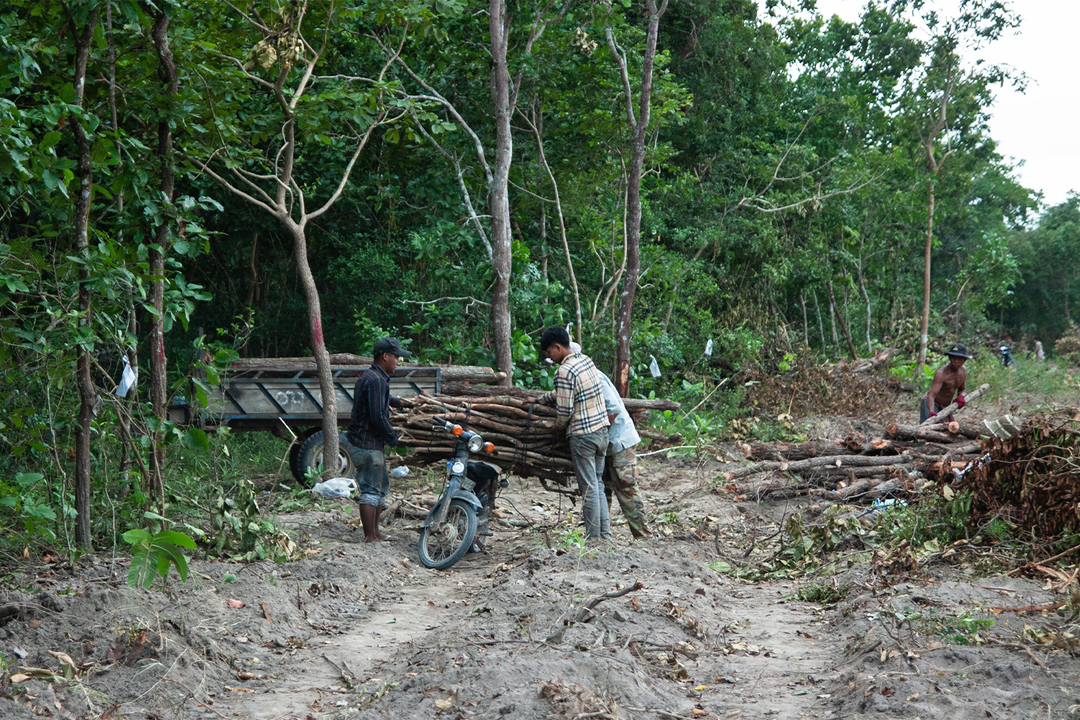 Local residents seemed more interested in scavenging free timber than planting new saplings.