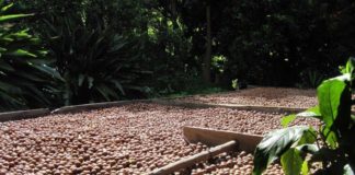 Macadamia nuts are supplied in bulk by farmers and then go through an initial drying process