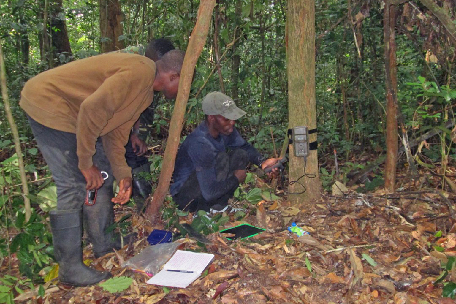 Camera traps being set up in the forests.