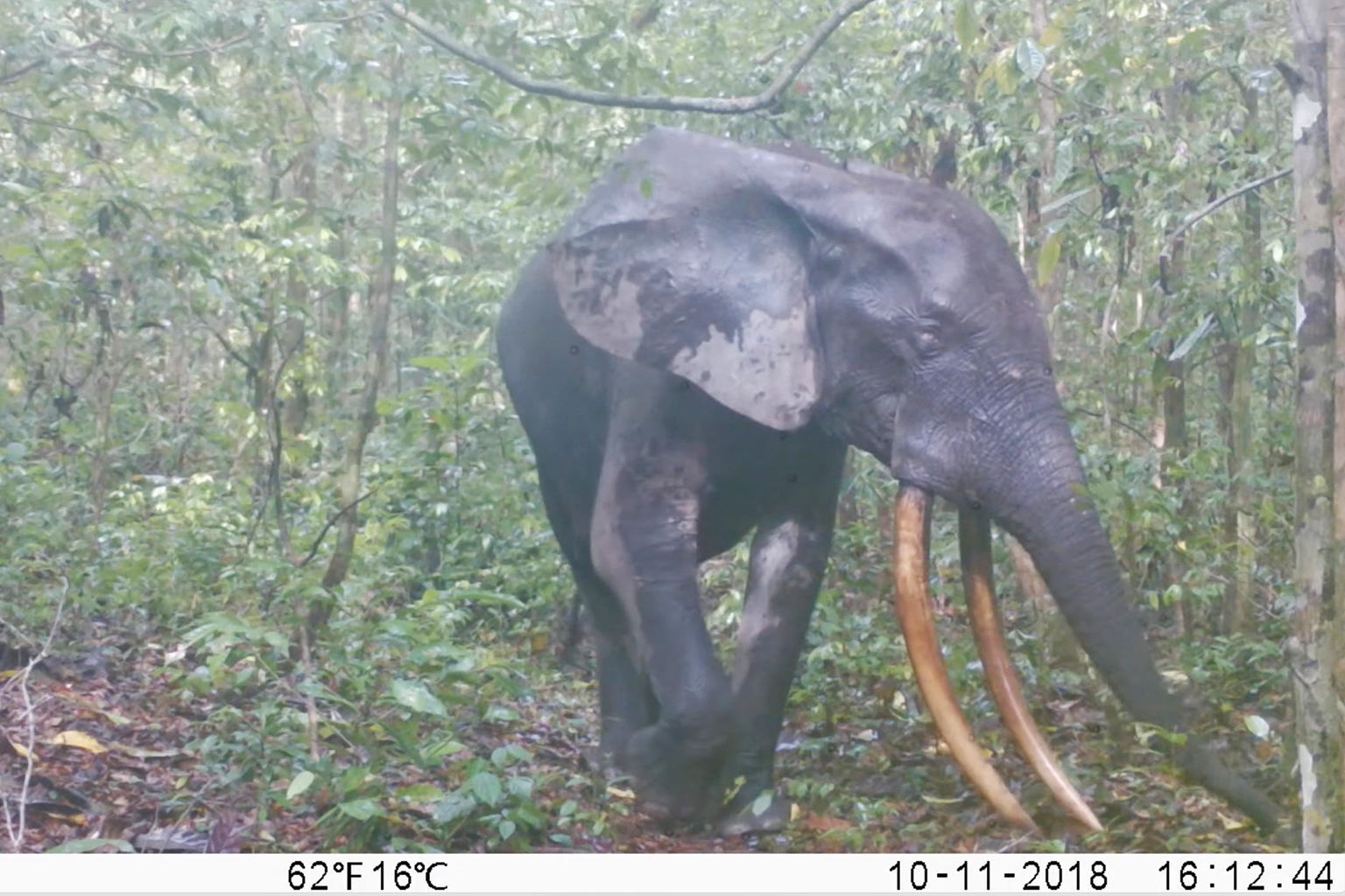 An African forest elephant in Gabon. 