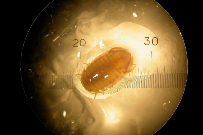 A Socorro isopod. Image by Bronwyn H. Bleakley via Creative Commons, CC BY-SA 3.0.