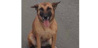 Mthatha K9 unit search for missing police dog 'Dora'. Photo: SAPS