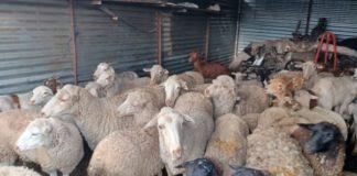 22 Stolen sheep,16 goats and house breaking implements recovered, Evaton. Photo: SAPS