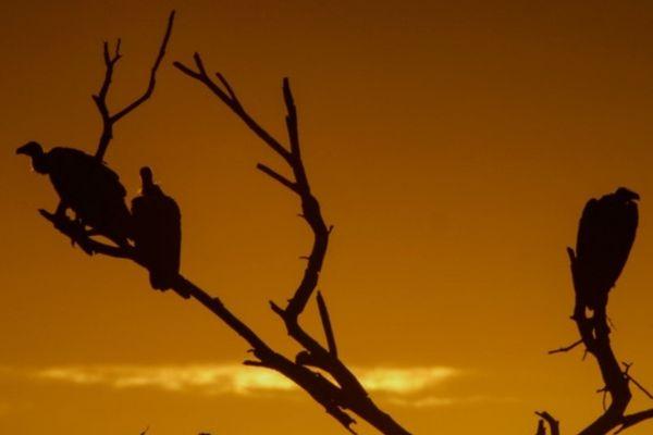Kruger National Park: Mass poisoning of vultures – FF Plus demands urgent intervention