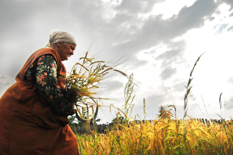 A farmer harvests crops.