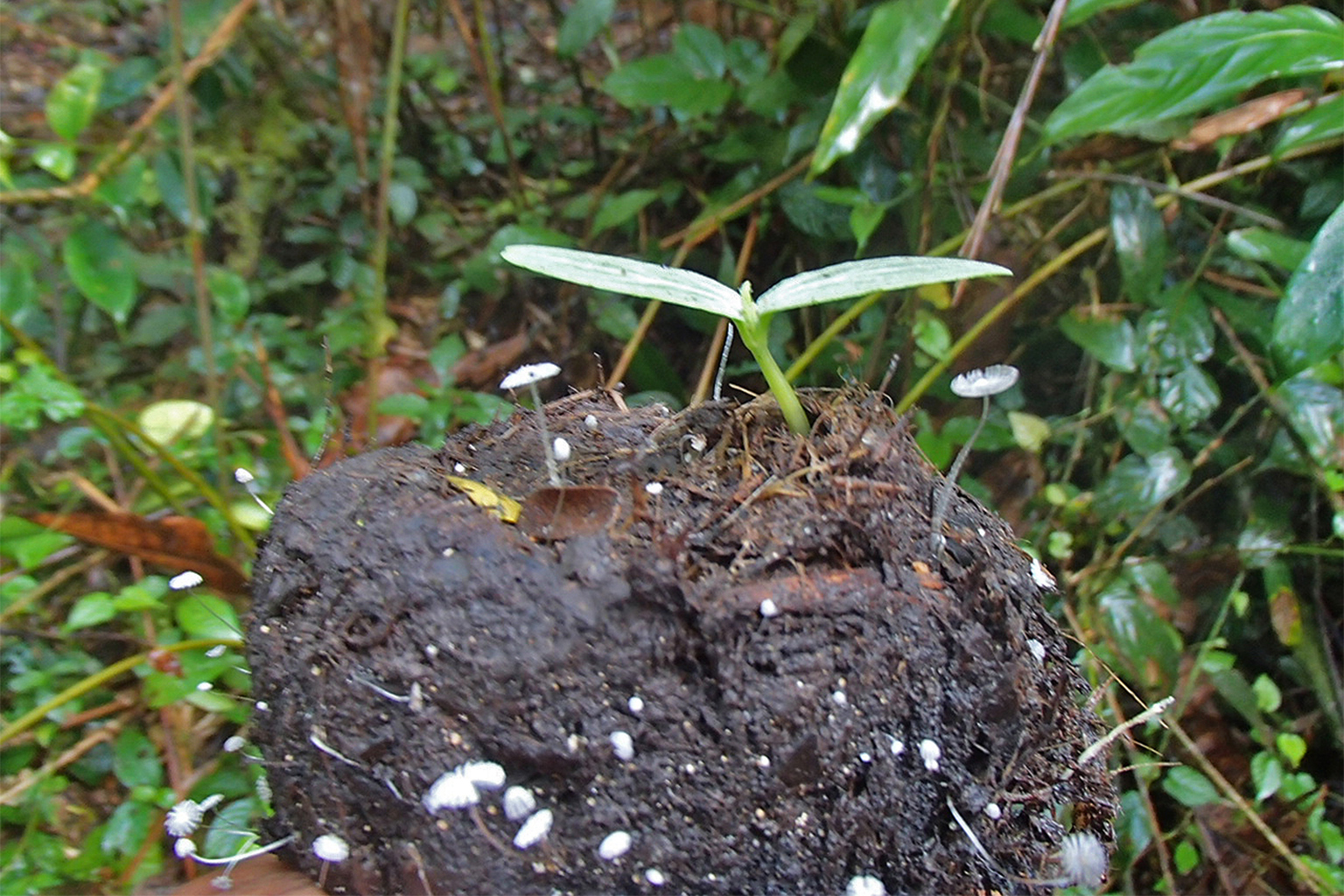 A plant and mushrooms growing on gorilla feces. 