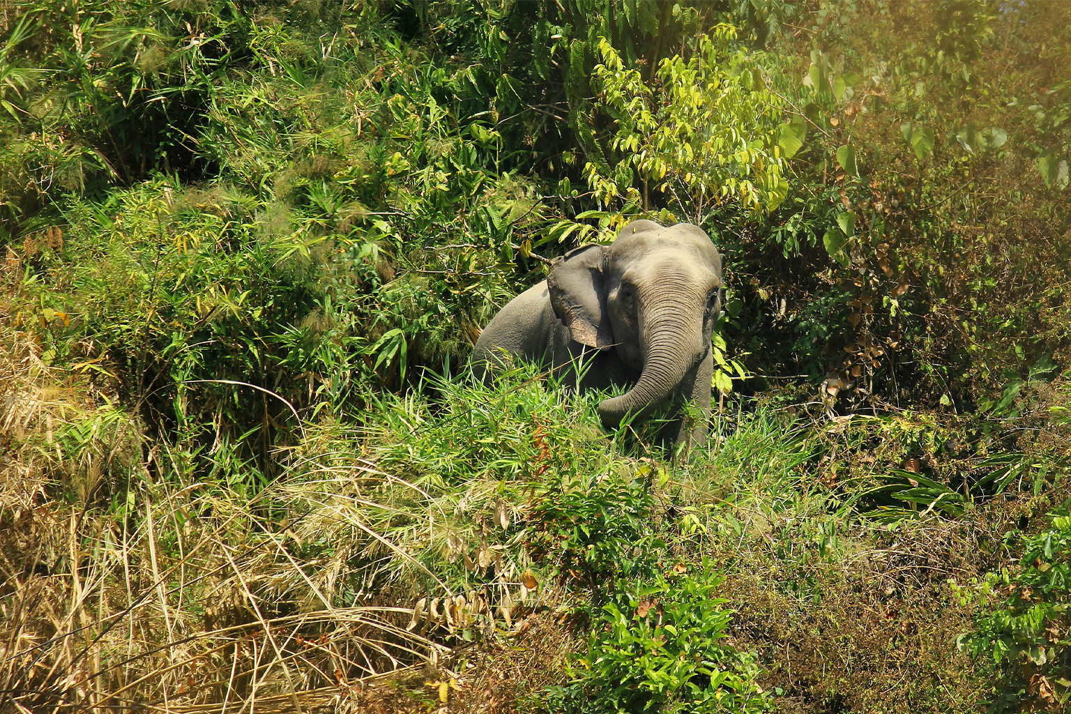 Wild elephant in Bangladesh.