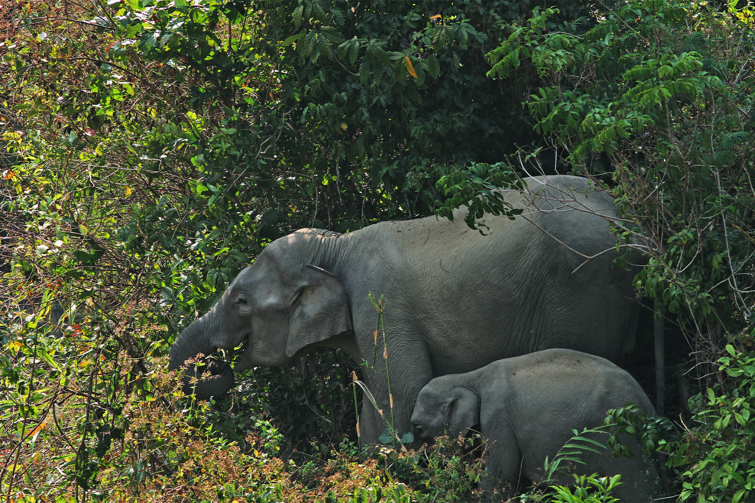 Wild elephants in Bangladesh.