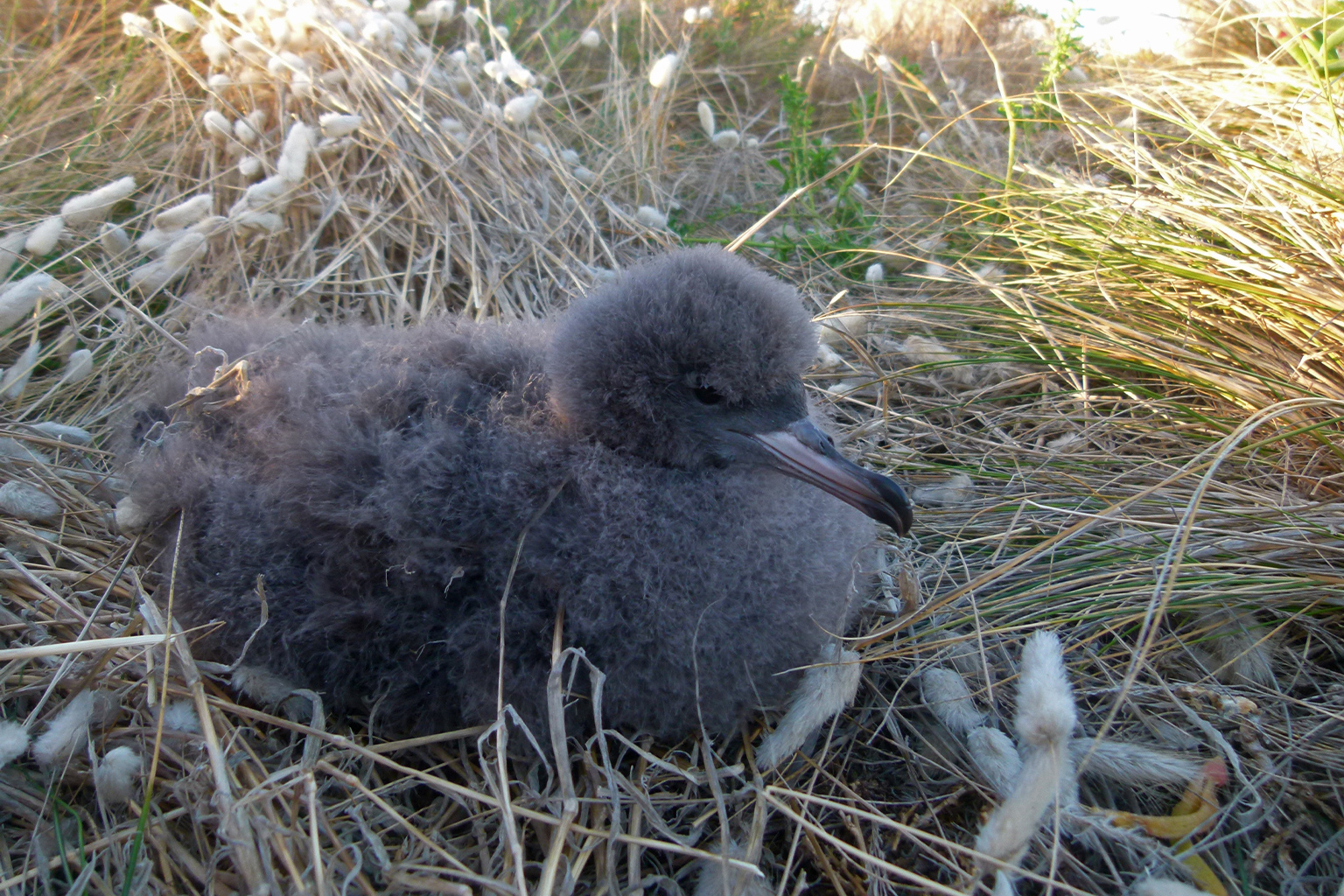 A flesh-footed shearwater fledgling.
