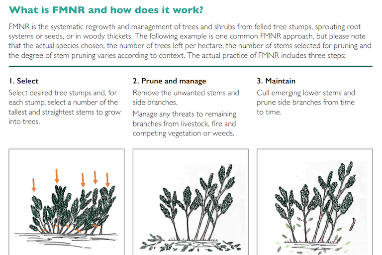 How Farmer Managed Natural Regeneration works. Image courtesy of World Vision.
