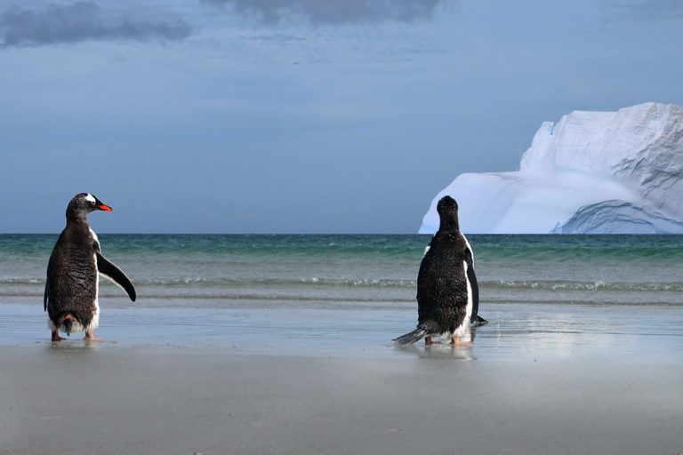 Gentoo penguins watching an iceberg. Image credit: Mongabay