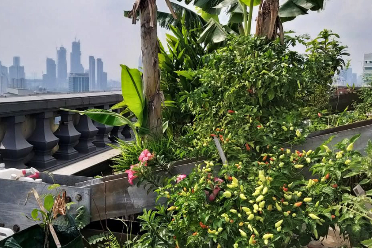 A rooftop garden in Medan