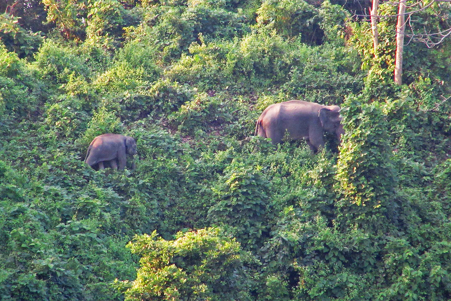 Wild elephants in Chittagong, Bangladesh. 