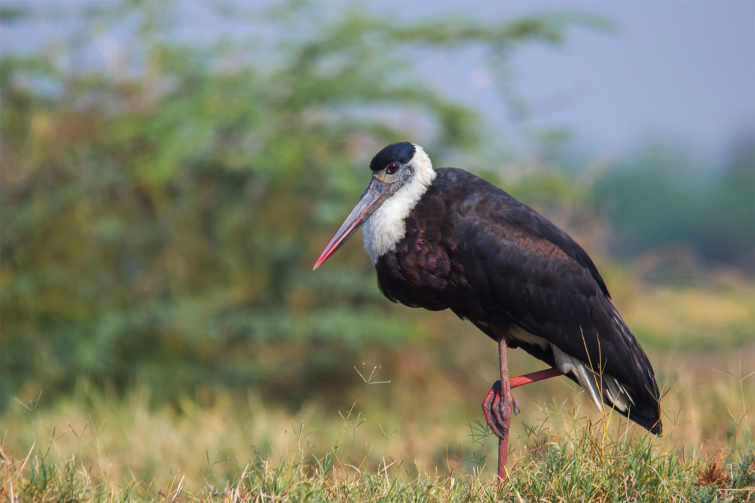 A woolly necked stork