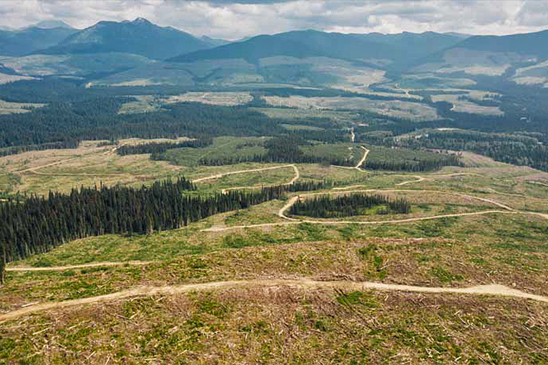 Clearcut logging in the Anzac Valley