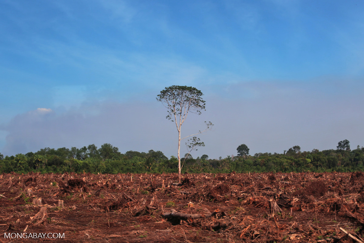 A forest cleared for palm oil production in Indonesia