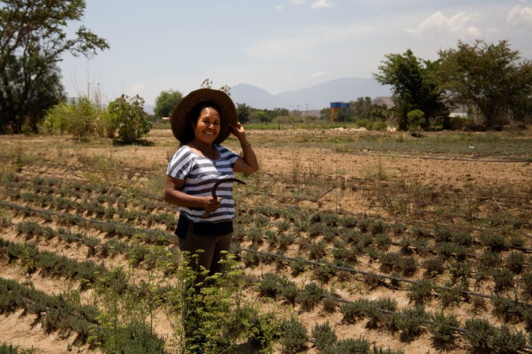 Esperanza Alonzo works in her field among aromatic herbs like thyme and chepiche (porophyllum tagetoides). She uses both to cook or to sell them in the local market. San Sebastian Ocotlán, Oaxaca, Mexico, May 2022, Monica Pelliccia.