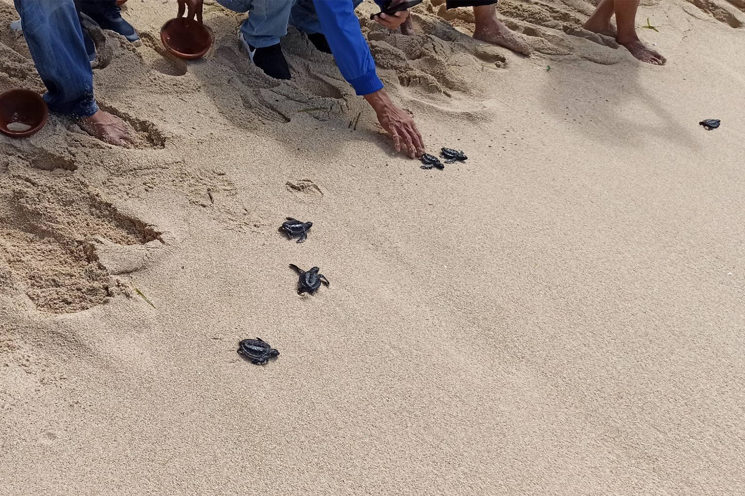 Turtle hatchlings are released in West Sumbawa.