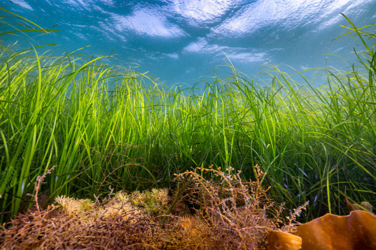 Seagrass restoration is a climate solution growing in popularity among boosters of 'blue carbon' climate solutions. Image courtesy of Lewis Jefferies.