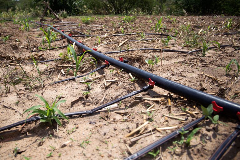 Irrigation drop system used to reduce water waste. El Porvenir, San José del Progreso, Oaxaca, Mexico, May 2022, Monica Pelliccia