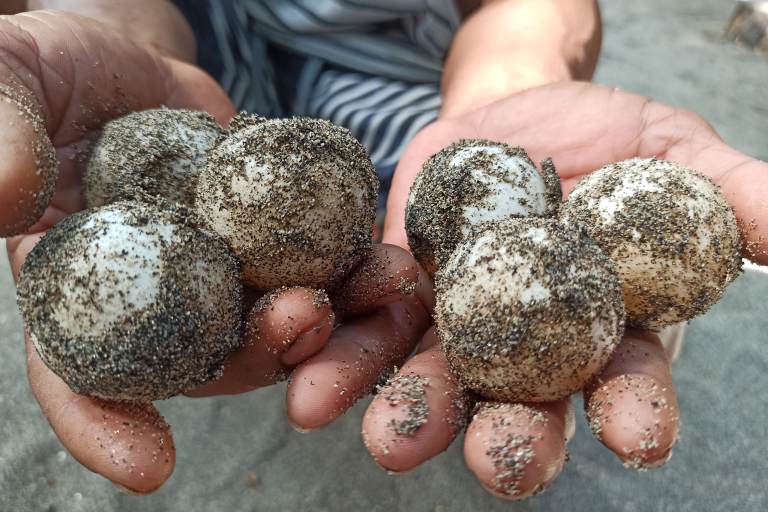 A local resident displays turtle eggs that have just been dug up in West Sumbawa
