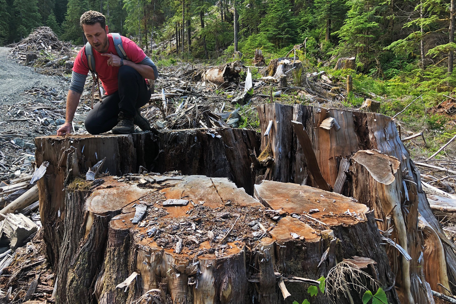 Torrance Coste counts the rings on a fallen old-growth cedar