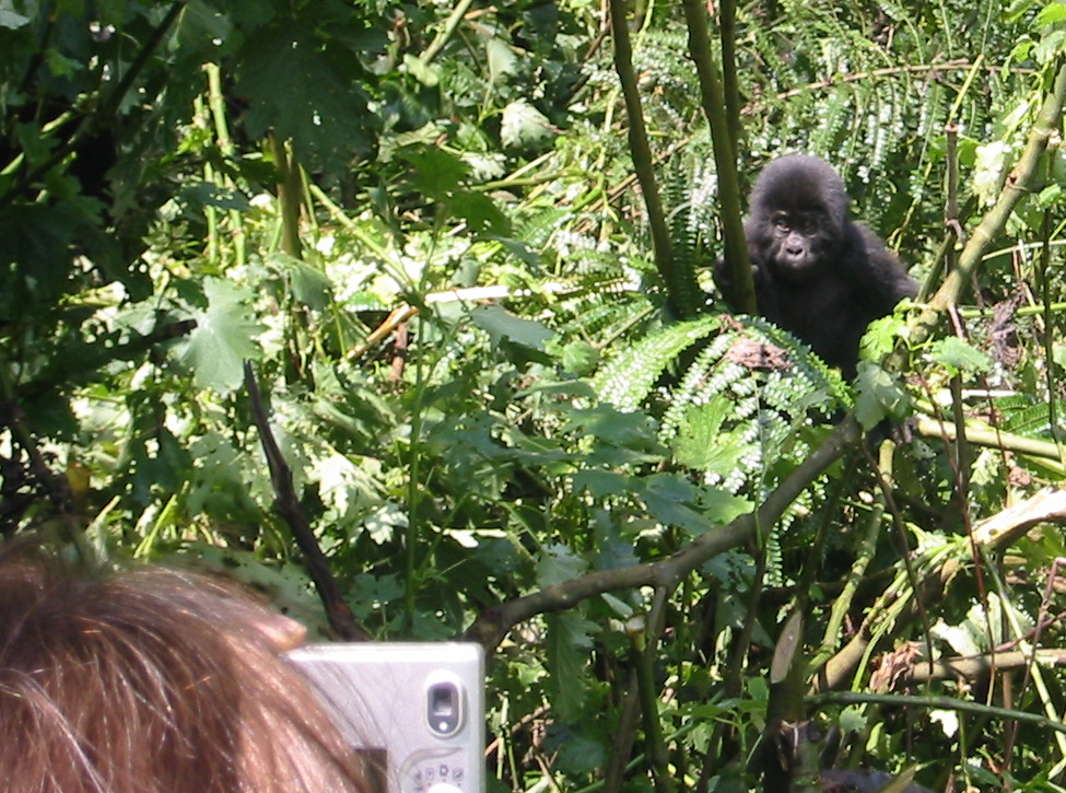 Gorilla and tourist.